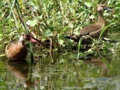 Pato cutirí/Brazilian Duck