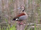 Pato de collar/Ringed Teal