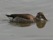 Pato de collar/Ringed Teal