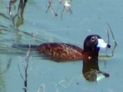 Pato fierro/Masked Duck