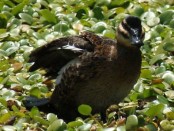 Pato fierro/Masked Duck