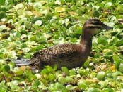 Pato fierro/Masked Duck