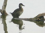 Pato zambullidor/Lake Duck