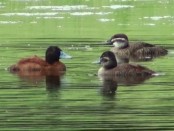 Pato zambullidor/Lake Duck