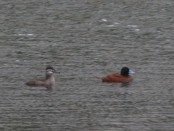 Pato zambullidor/Lake Duck