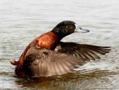 Pato zambullidor/Lake Duck