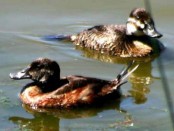 Pato zambullidor/Lake Duck