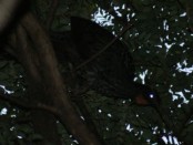 Pava de monte común/Dusky-legged Guan