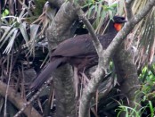 Pava de monte común/Dusky-legged Guan