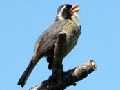 Pepitero de collar/Golden-billed Saltator