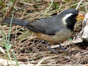 Pepitero de collar/Golden-billed Saltator
