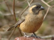 Pepitero de collar/Golden-billed Saltator