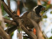 Pepitero de collar/Golden-billed Saltator