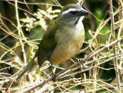 Pepitero verdoso/Green-winged Saltator