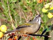 Pepitero verdoso/Green-winged Saltator