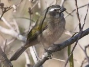 Pepitero verdoso/Green-winged Saltator