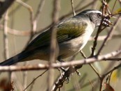 Pepitero verdoso/Green-winged Saltator