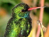 Picaflor común/Glittering-bellied Emerald