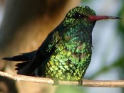 Picaflor común/Glittering-bellied Emerald Picaflor común/Glittering-bellied Emerald