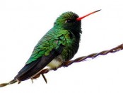 Picaflor común/Glittering-bellied Emerald