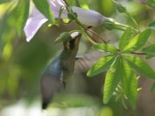 Picaflor común/Glittering-bellied Emerald