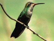 Picaflor común/Glittering-bellied Emerald