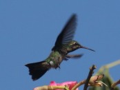 Picaflor común/Glittering-bellied Emerald