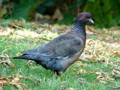 Paloma picazuró/Picazuro Pigeon Paloma picazuró/Picazuro Pigeon