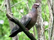 Paloma picazuró/Picazuro Pigeon Paloma picazuró/Picazuro Pigeon