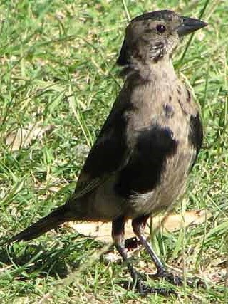Tordo pico corto/Screaming Cowbird Tordo pico corto/Screaming Cowbird