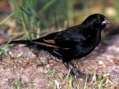 Tordo pico corto/Screaming Cowbird Tordo pico corto/Screaming Cowbird