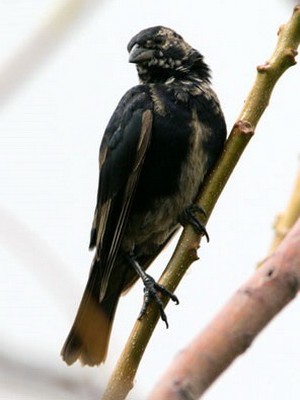 Tordo pico corto/Screaming Cowbird Tordo pico corto/Screaming Cowbird