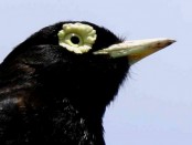 Pico de plata/Spectacled Tyrant Pico de plata/Spectacled Tyrant