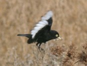 Pico de plata/Spectacled Tyrant Pico de plata/Spectacled Tyrant