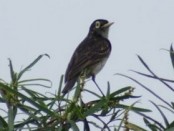 Pico de plata/Spectacled Tyrant Pico de plata/Spectacled Tyrant