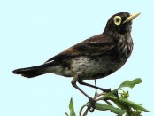 Pico de plata/Spectacled Tyrant Pico de plata/Spectacled Tyrant