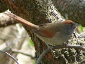 Piju¡ Frente Gris/Sooty Spinetail Piju¡ Frente Gris/Sooty Spinetail