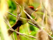 Pijui plomizo/Chicli Spinetail