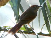 Piju¡ Frente Gris/Sooty Spinetail Piju¡ Frente Gris/Sooty Spinetail