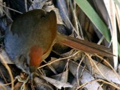 Piju¡ Frente Gris/Sooty Spinetail Piju¡ Frente Gris/Sooty Spinetail