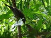 Piju¡ Frente Gris/Sooty Spinetail