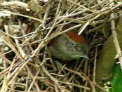 Piju¡ Frente Gris/Sooty Spinetail Piju¡ Frente Gris/Sooty Spinetail