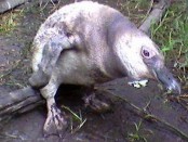 Pingüino patagónico/Magellanic Penguin
