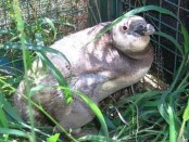 Pingüino patagónico/Magellanic Penguin