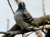 Piojito común/White-crested Tyrannulet