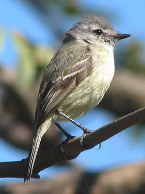 Piojito trinador/White-bellied Tyrannulet