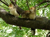 Pirincho/Guira Cuckoo