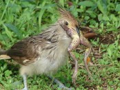 Pirincho/Guira Cuckoo
