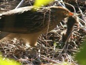 Pirincho/Guira Cuckoo