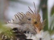 Pirincho/Guira Cuckoo